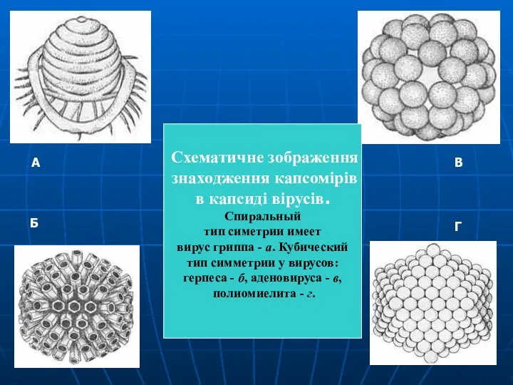 Схематичне зображення знаходження капсомірів в капсиді вірусів. Спиральный тип симетрии имеет