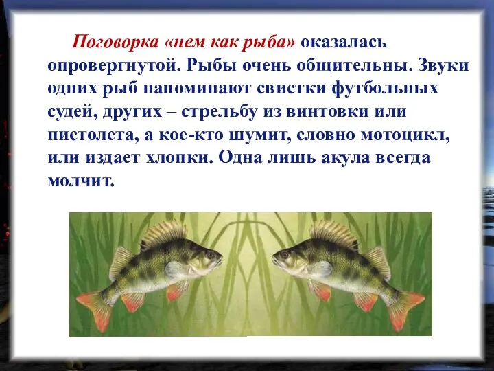 Поговорка «нем как рыба» оказалась опровергнутой. Рыбы очень общительны. Звуки одних