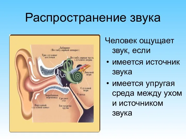 Распространение звука Человек ощущает звук, если имеется источник звука имеется упругая