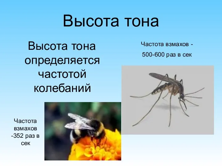 Высота тона Высота тона определяется частотой колебаний Частота взмахов -352 раз