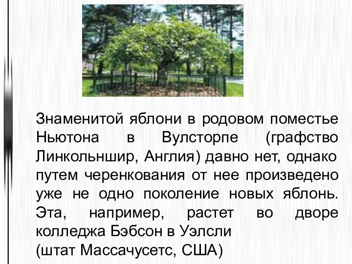 Знаменитой яблони в родовом поместье Ньютона в Вулсторпе (графство Линкольншир, Англия)