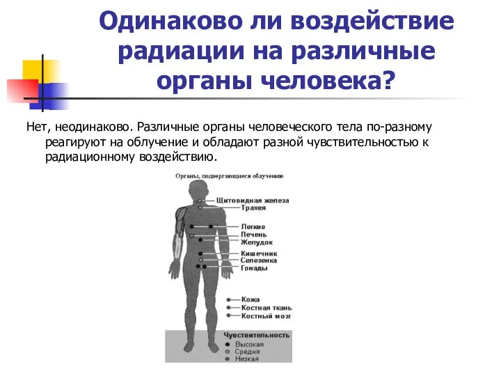 Одинаково ли воздействие радиации на различные органы человека? Нет, неодинаково. Различные