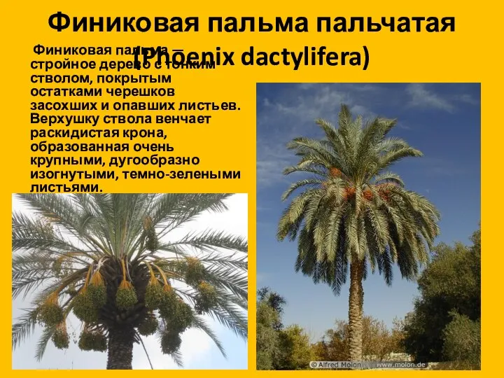 Финиковая пальма пальчатая (Phoenix dactylifera) Финиковая пальма — стройное дерево с