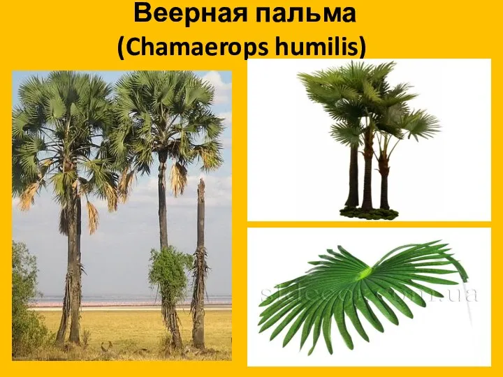 Веерная пальма (Chamaerops humilis)