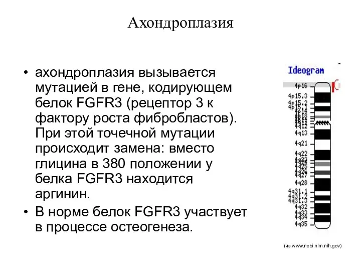 Ахондроплазия ахондроплазия вызывается мутацией в гене, кодирующем белок FGFR3 (рецептор 3