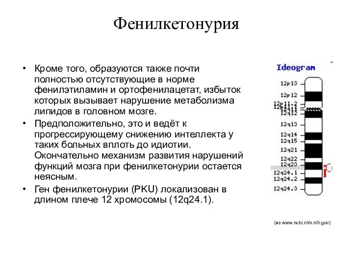 Фенилкетонурия Кроме того, образуются также почти полностью отсутствующие в норме фенилэтиламин