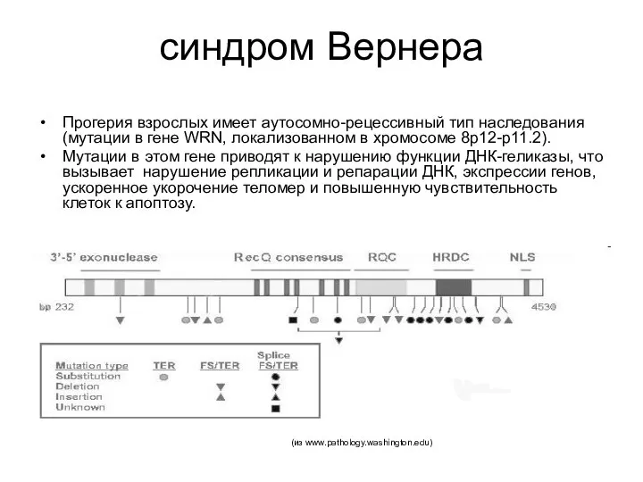 синдром Вернера Прогерия взрослых имеет аутосомно-рецессивный тип наследования (мутации в гене