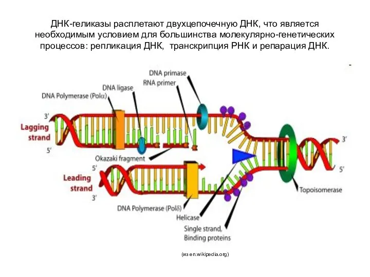 ДНК-геликазы расплетают двухцепочечную ДНК, что является необходимым условием для большинства молекулярно-генетических