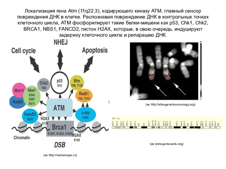 Локализация гена Atm (11q22.3), кодирующего киназу ATM, главный сенсор повреждения ДНК