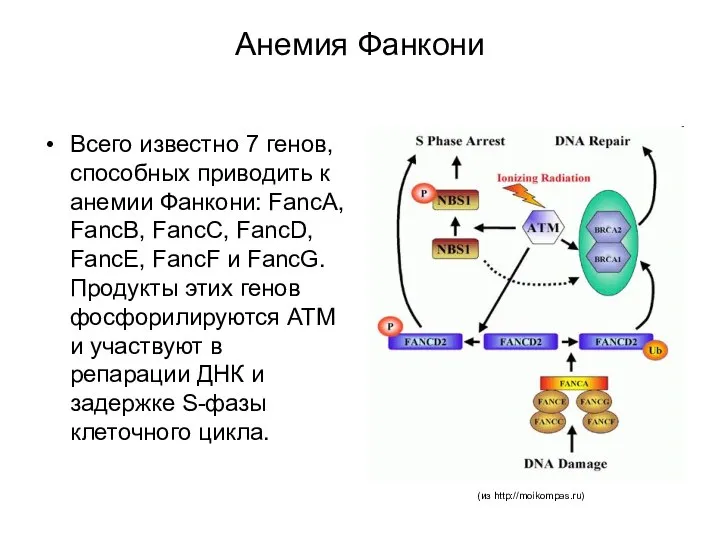 Анемия Фанкони Всего известно 7 генов, способных приводить к анемии Фанкони: