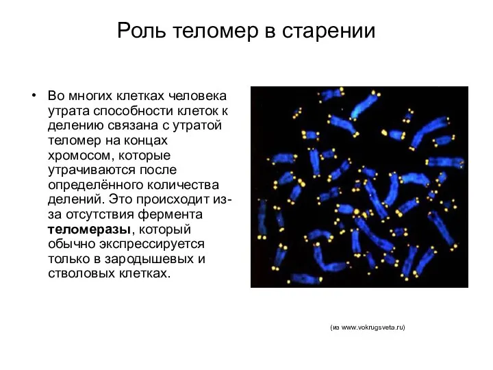 Роль теломер в старении Во многих клетках человека утрата способности клеток