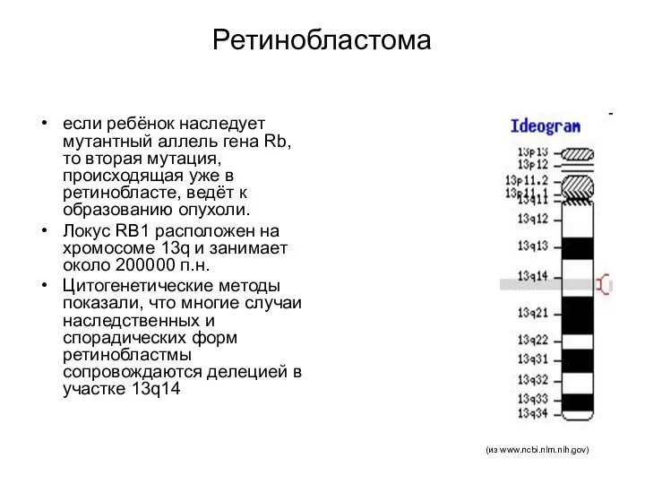 Ретинобластома если ребёнок наследует мутантный аллель гена Rb, то вторая мутация,