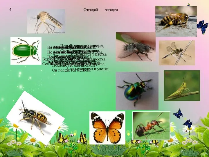 Отгадай загадки 4 Домовитая хозяйка Пролетает над лужайкой, Похлопочет над цветком