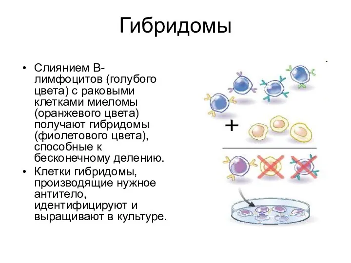 Гибридомы Слиянием B-лимфоцитов (голубого цвета) с раковыми клетками миеломы (оранжевого цвета)