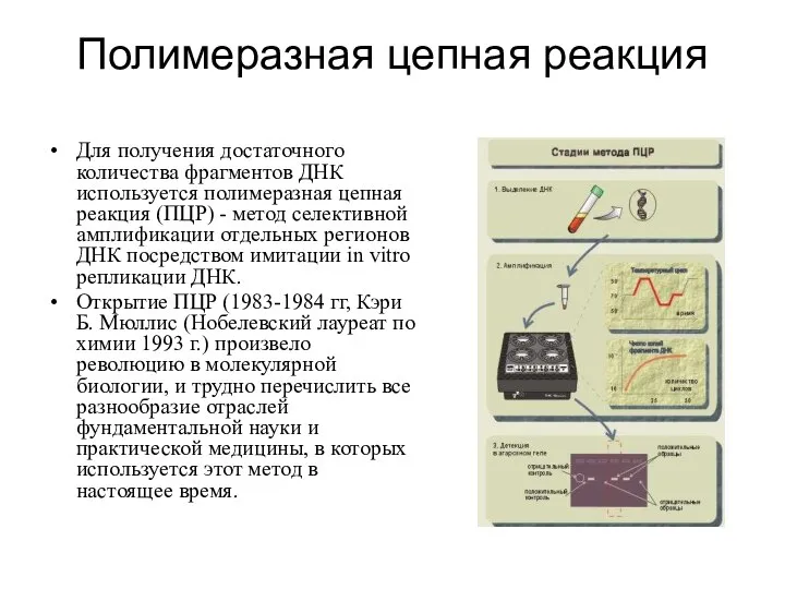 Полимеразная цепная реакция Для получения достаточного количества фрагментов ДНК используется полимеразная