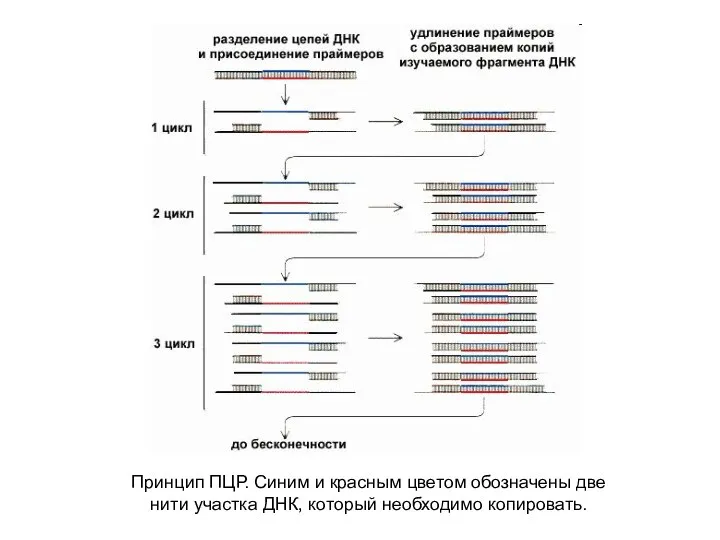 Принцип ПЦР. Синим и красным цветом обозначены две нити участка ДНК, который необходимо копировать.