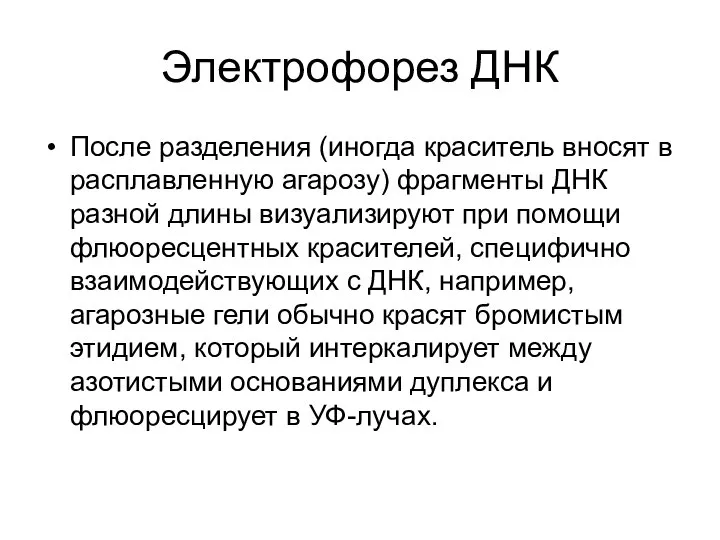 Электрофорез ДНК После разделения (иногда краситель вносят в расплавленную агарозу) фрагменты