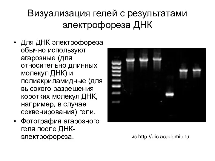 Визуализация гелей с результатами электрофореза ДНК Для ДНК электрофореза обычно используют