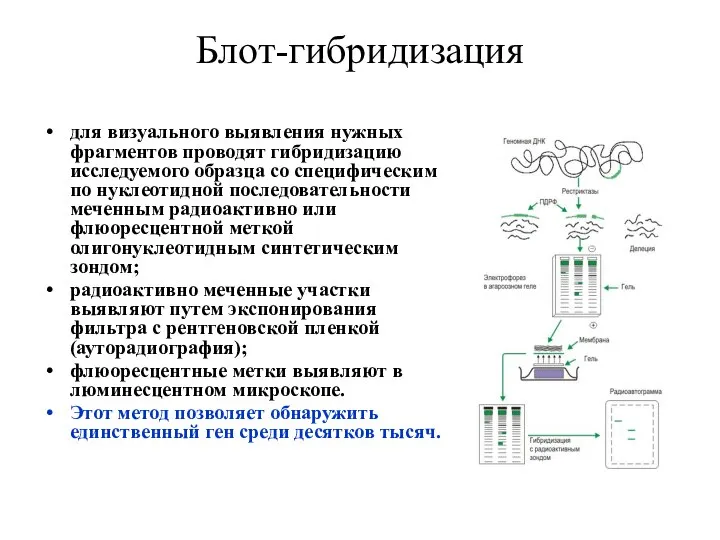 Блот-гибридизация для визуального выявления нужных фрагментов проводят гибридизацию исследуемого образца со