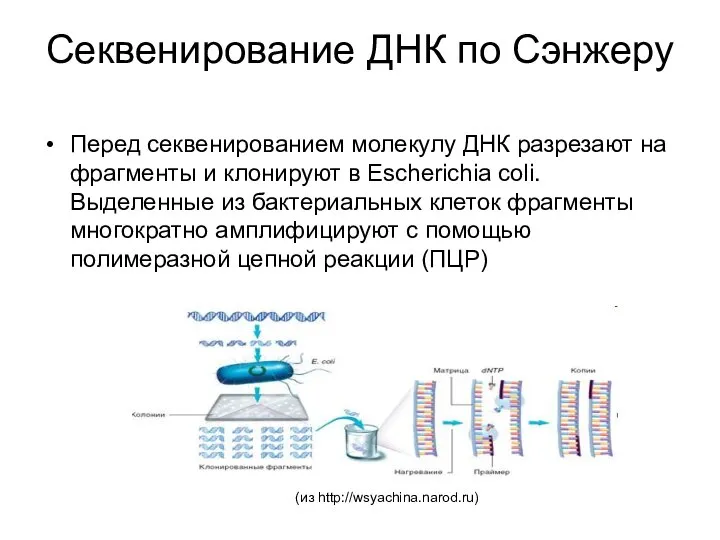 Секвенирование ДНК по Сэнжеру Перед секвенированием молекулу ДНК разрезают на фрагменты