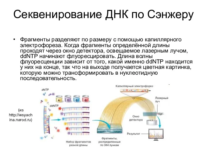 Секвенирование ДНК по Сэнжеру Фрагменты разделяют по размеру с помощью капиллярного