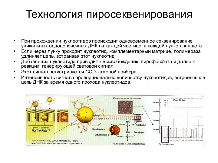 Технология пиросеквенирования При прохождении нуклеотидов происходит одновременное секвенирование уникальных одноцепочечных ДНК