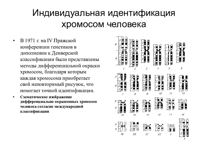 Индивидуальная идентификация хромосом человека В 1971 г. на IV Пражской конференции