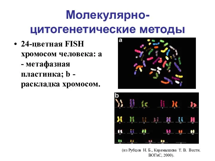 Молекулярно-цитогенетические методы 24-цветная FISH хромосом человека: a - метафазная пластинка; b