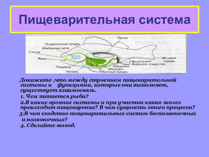 Пищеварительная система Докажите ,что между строением пищеварительной системы и функциями, которые