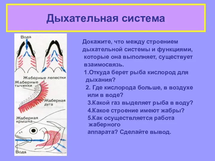 Дыхательная система Докажите, что между строением дыхательной системы и функциями, которые