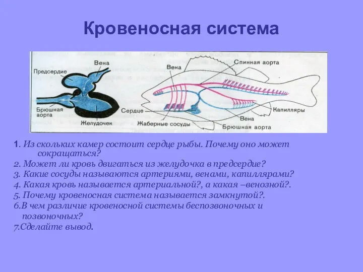 Кровеносная система 1. Из скольких камер состоит сердце рыбы. Почему оно