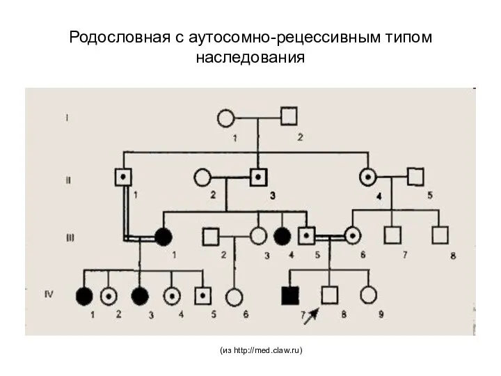 Родословная с аутосомно-рецессивным типом наследования (из http://med.claw.ru)