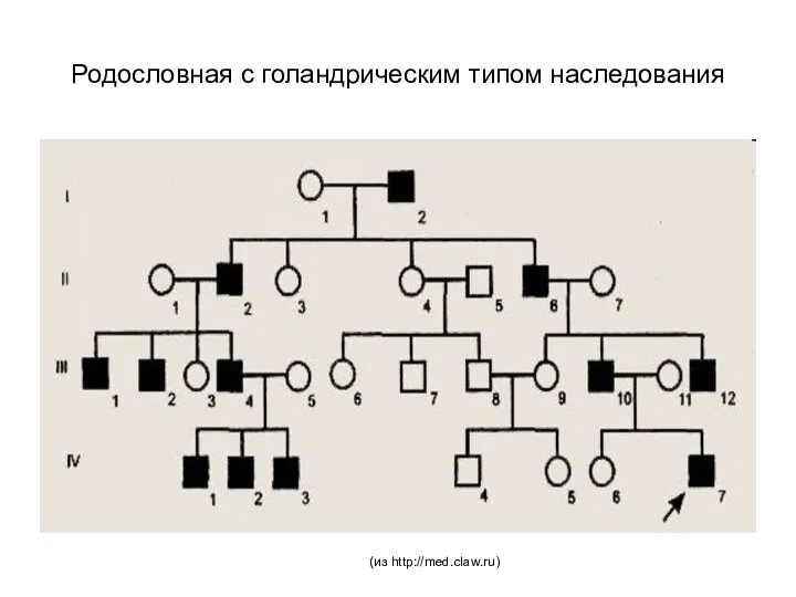 Родословная с голандрическим типом наследования (из http://med.claw.ru)