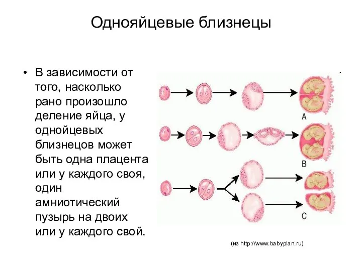 Однояйцевые близнецы В зависимости от того, насколько рано произошло деление яйца,