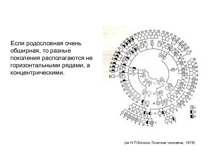 Если родословная очень обширная, то разные поколения располагаются не горизонтальными рядами,