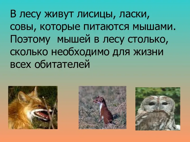 В лесу живут лисицы, ласки, совы, которые питаются мышами. Поэтому мышей