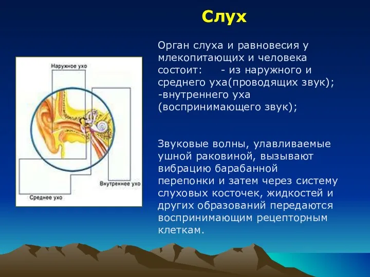 Слух Орган слуха и равновесия у млекопитающих и человека состоит: -