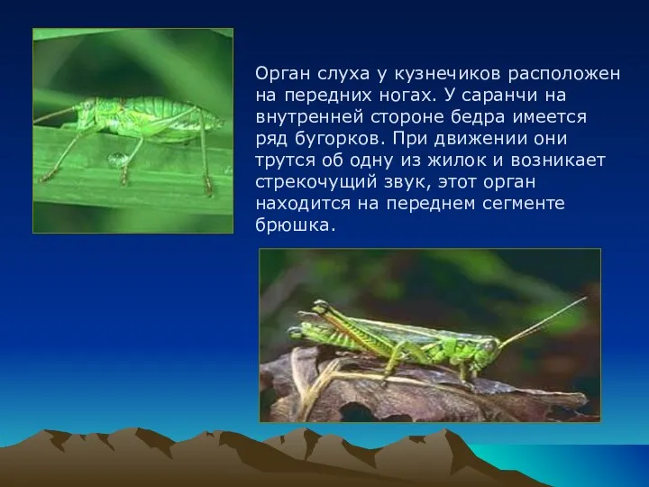 Орган слуха у кузнечиков расположен на передних ногах. У саранчи на