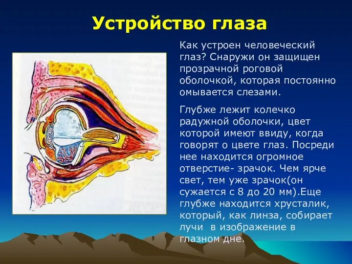 Устройство глаза Как устроен человеческий глаз? Снаружи он защищен прозрачной роговой