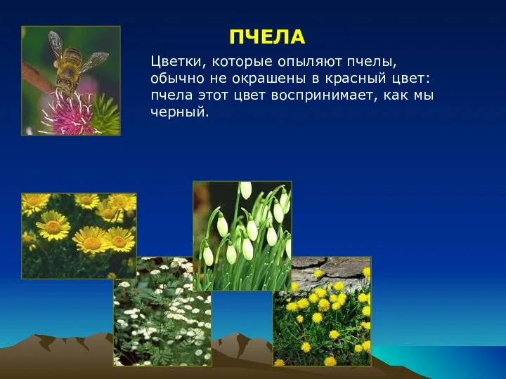 ПЧЕЛА Цветки, которые опыляют пчелы, обычно не окрашены в красный цвет: