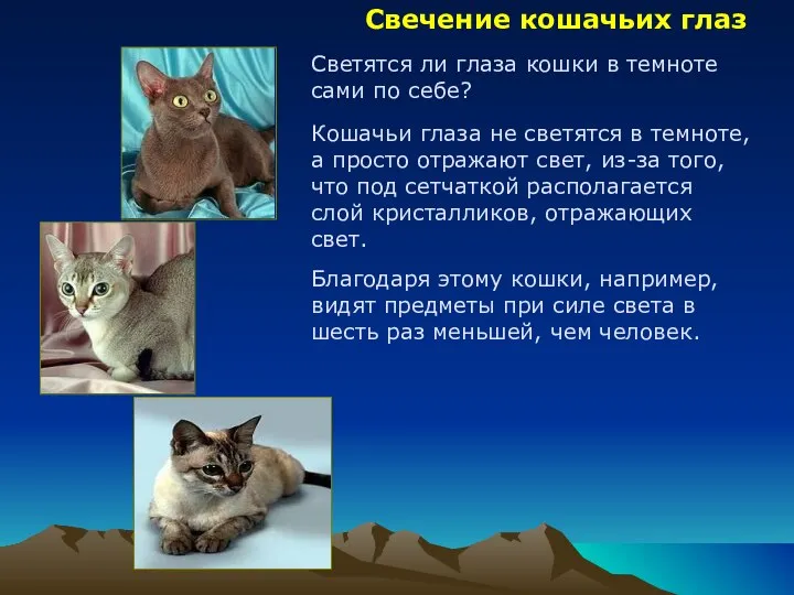 Свечение кошачьих глаз Светятся ли глаза кошки в темноте сами по