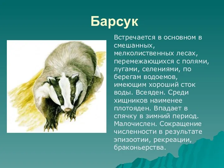 Барсук Встречается в основном в смешанных, мелколиственных лесах, перемежающихся с полями,