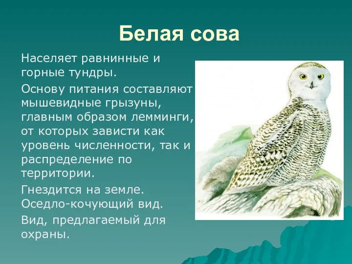 Белая сова Населяет равнинные и горные тундры. Основу питания составляют мышевидные