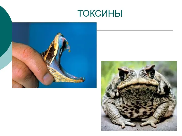 ТОКСИНЫ