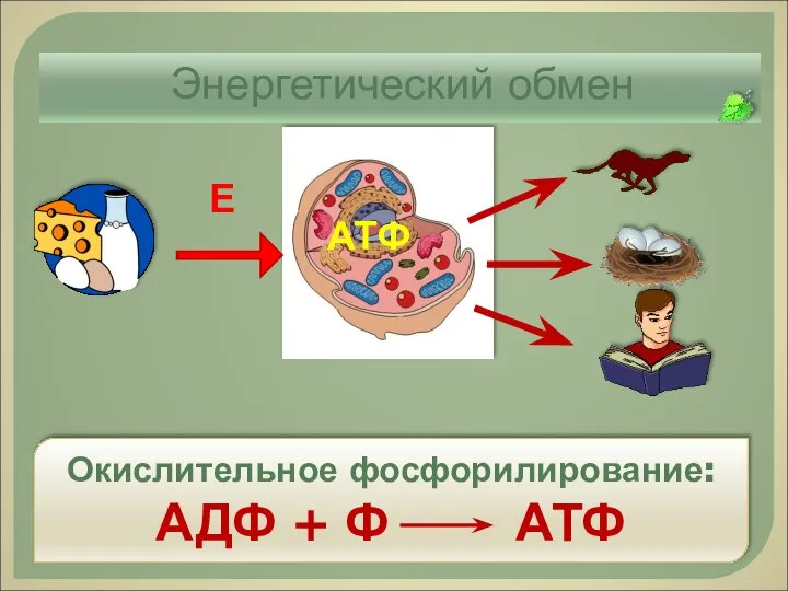 Энергетический обмен Е АТФ Окислительное фосфорилирование: АДФ + Ф АТФ