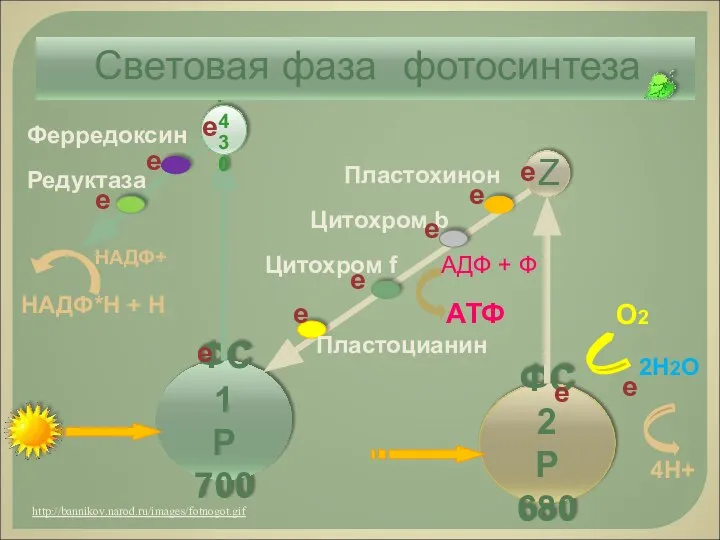 ФС 1 Р 700 ФС 2 Р 680 2Н2О О2 4Н+