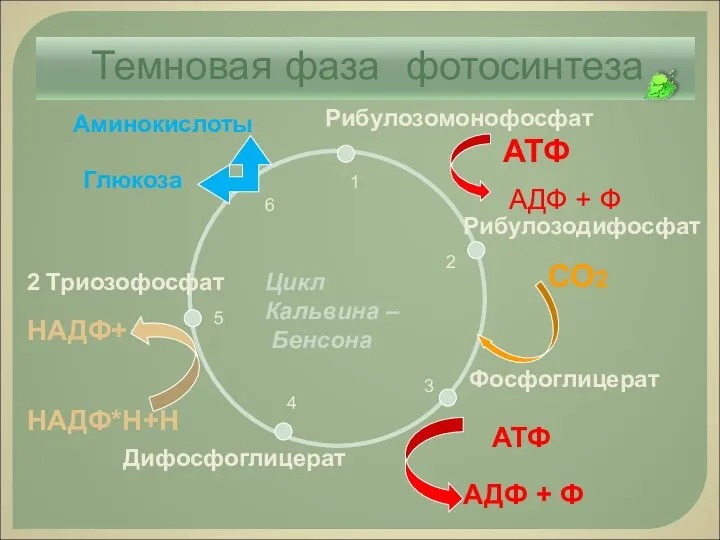 Рибулозодифосфат Фосфоглицерат Дифосфоглицерат 2 Триозофосфат Глюкоза Рибулозомонофосфат СО2 АТФ НАДФ*Н+Н АДФ