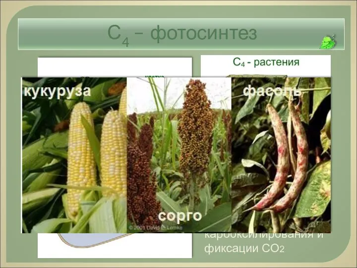 С4 – фотосинтез С4 -метаболизм: пространственное разделение карбоксилирования и фиксации СО2