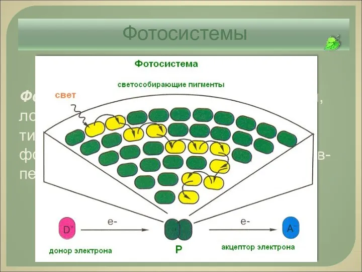 Фотосистемы Фотосистема – это комплекс молекул, локализованный в мембранах тилакоидов, состоящий из фотосинтезирующих пигментов и белков-переносчиков.