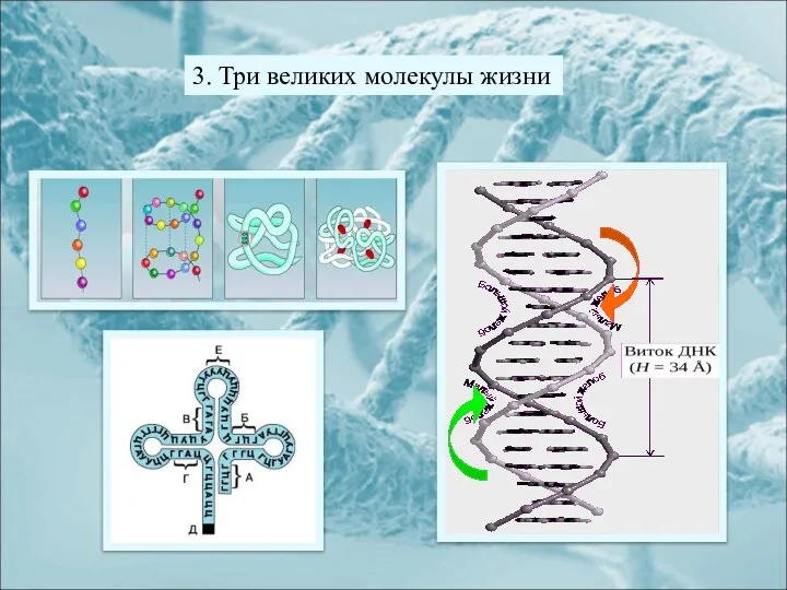 3. Три великих молекулы жизни